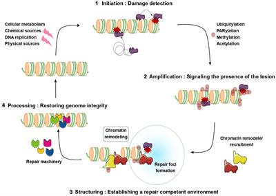 New Methodologies to Study DNA Repair Processes in Space and Time Within Living Cells